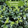 Саженцы бересклета Колоратус (Coloratus) -  комплект 5 шт.