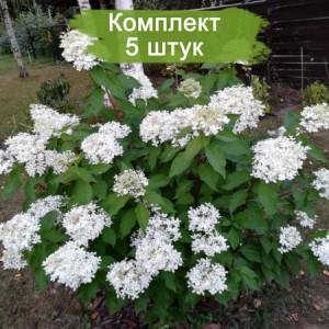 Саженцы гортензии метельчатой  Прим Уайт (Prim White) -  комплект 5 шт.