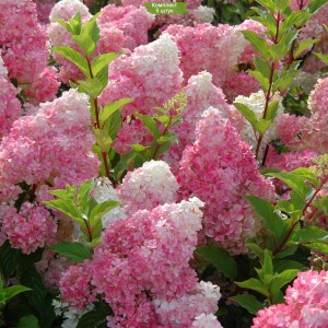 Саженцы гортензии метельчатой Ванилла Фрейз (Vanille Fraise) -  комплект 5 шт.
