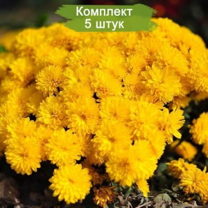 Саженцы желтой хризантемы мультифлоры Солнышко -  комплект 5 шт.