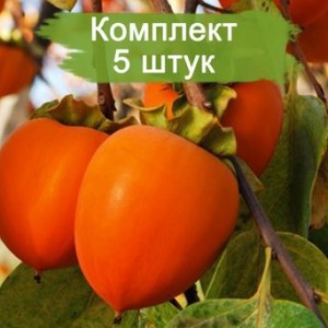 Саженцы хурмы Гора Роман-Кош -  комплект 5 шт.