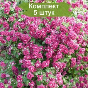 Клематис Пурпуреа Плена Элеганс (Plena Elegans) мелкоцветковый -  комплект 5 шт.