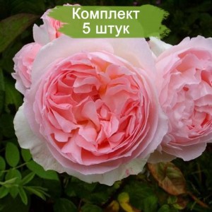 Саженцы английской розы Эглантин (Eglantyne) -  комплект 5 шт.