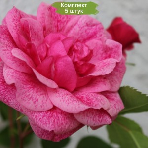 Саженцы канадской розы Морден Руби / Моден Руби (Morden Ruby) -  комплект 5 шт.