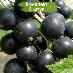 Саженцы черной смородины Чёрный жемчуг -  комплект 5 шт.