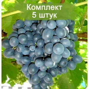 Саженцы винограда Муромец (Ранний/Черный) -  комплект 5 шт.