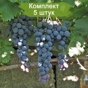 Саженцы винограда Страшенский (Средний/Черный) -  комплект 5 шт.