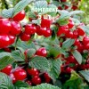 Саженцы вишни войлочной Осенняя вировская - комплект 5 шт.