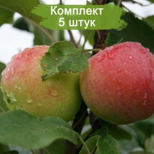 Саженцы яблони Мантет (Mantet) -  комплект 5 шт.