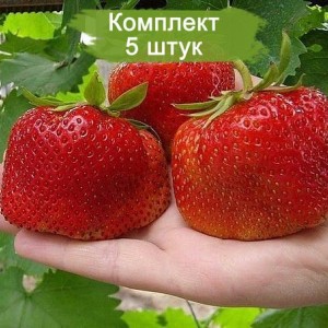 Саженцы земляники Гигантелла (Средняя) -  комплект 5 шт.