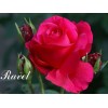 Саженец чайно-гибридной розы Равель (Ravel)