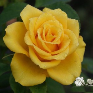 Саженец чайно-гибридной розы Йеллоу Сан (Yellow Sun)