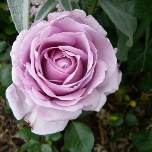 Саженец шраб розы Ля Роз дю Пти Принс (La Rose du Petit Prince)